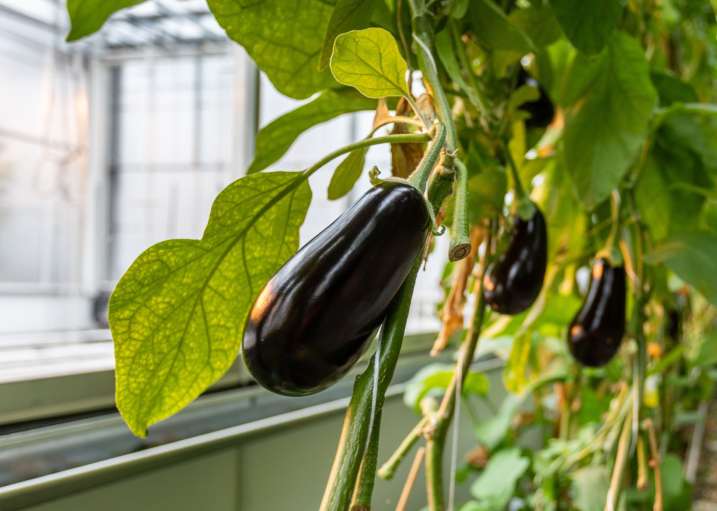 Greenhouse technology trade mission to Italy